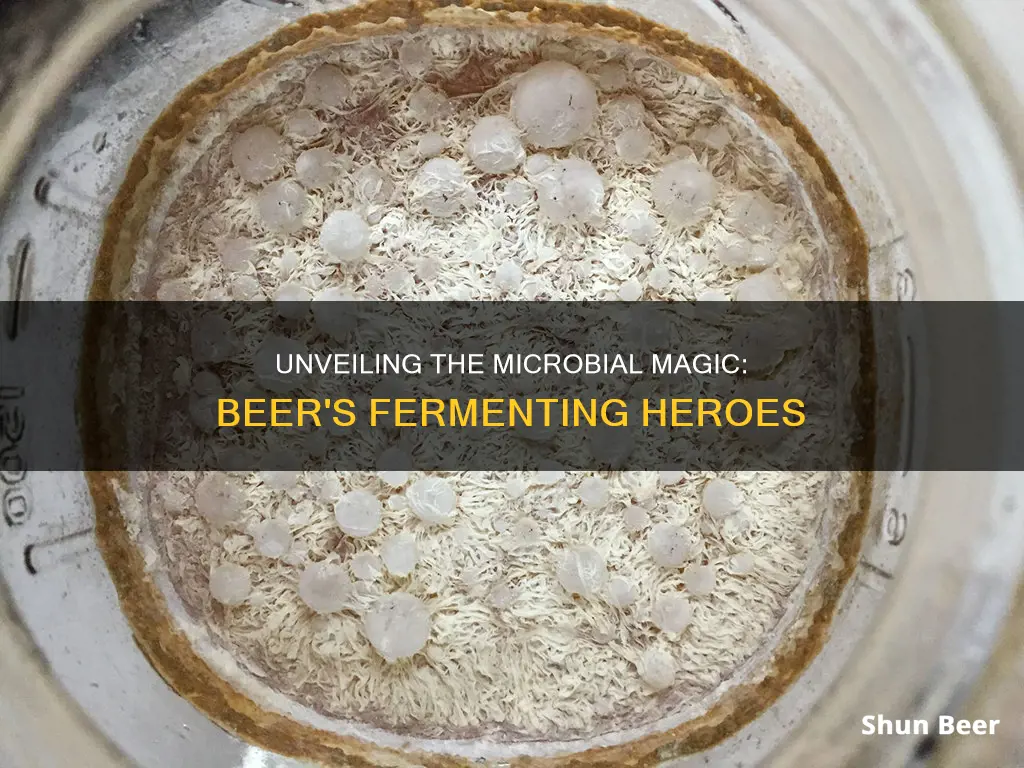 which microbe s are responsible for fermentation of beer