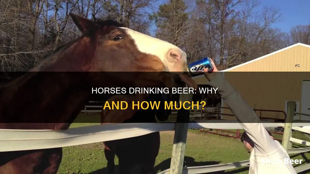 why do horses drink beer