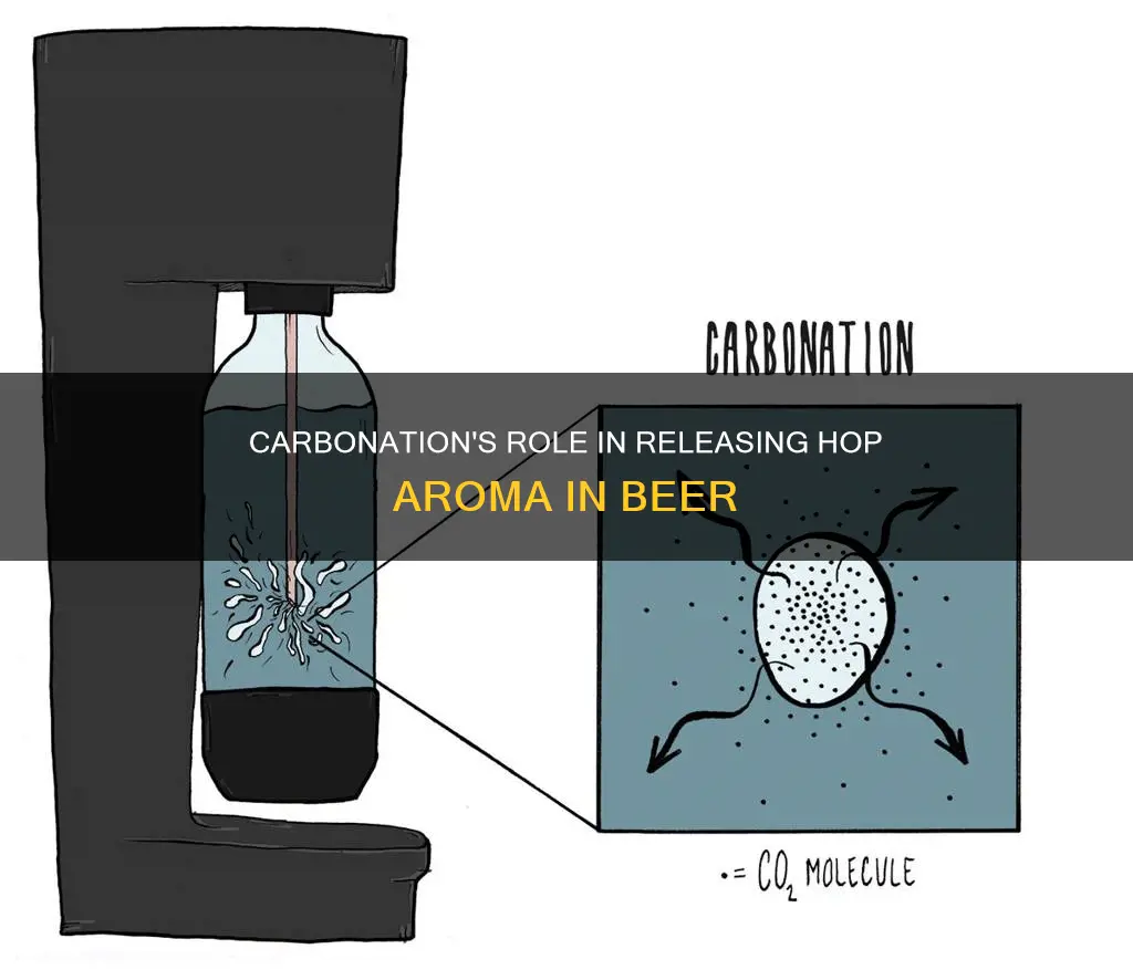 why does beer need to be carbonated for hop aroma