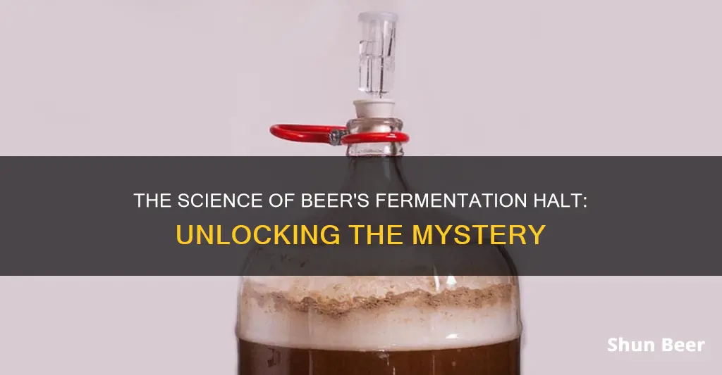 why does beer stop fermenting