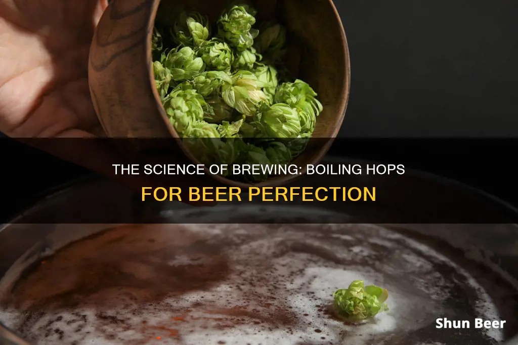 why hops in beer boil