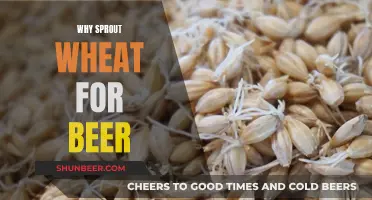 Sprouting Wheat for Beer: Unlocking Unique Flavors